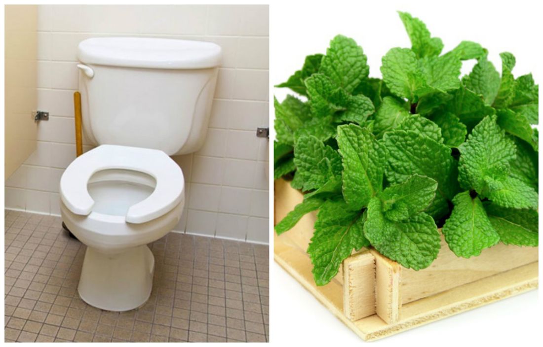 5 loại cây khử mùi nhà vệ sinh hiệu quả